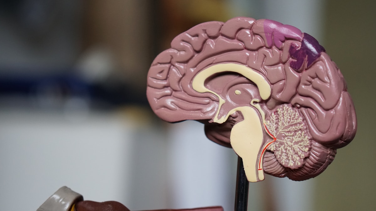 Investigación cerebral